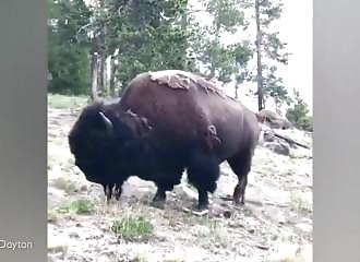 Un bison frappe une fillette et l’envoie dans les airs