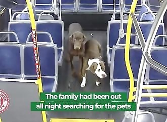 Une conductrice de bus recueille deux chiens et permet à leurs propriétaires de les retrouver (Milwaukee)