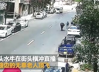 Un buffle d’eau charge un homme et le met K.O. (Chine)