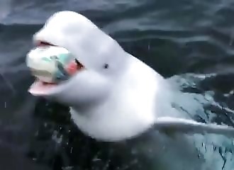 The sad reality behind this beluga whale bringing home a rugby ball