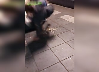 Un fêtard attaque un pigeon (Instant Karma)