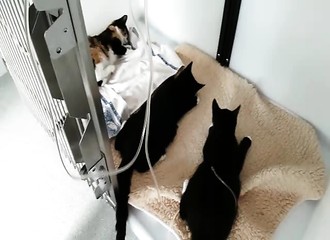 Il manque de tuer ses chats en leur donnant un traitement des vers intestinaux initialement destiné aux chiens…