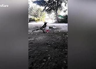 Une pie utilise des cailloux pour pouvoir boire dans une bouteille