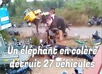 Un éléphant en colère et fait voltiger des véhicules garés sur le bas coté 