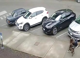Un femme se fait attaquer par des pitbulls, le maître fait vraiment pitié