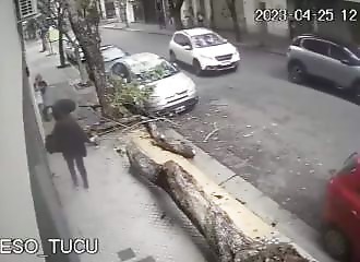 A huge tree falls on his head!