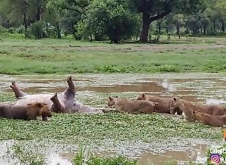 Dévoré par un lion, le cadavre d’un hippopotame libère des gaz putrides