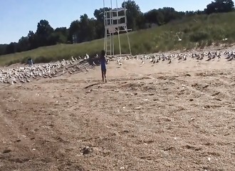 Des mouettes se vengent d’une gamine qui est venue perturber leur quiétude