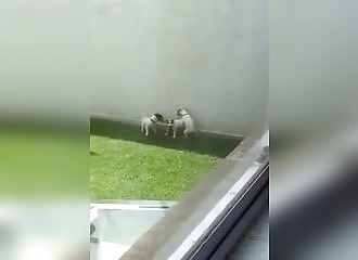 Des chiens organisent une partouze sauvage !