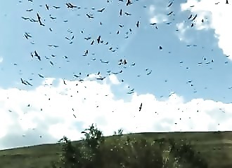 La bluffante vidéo d’oiseaux filmés au ralenti dans le ciel