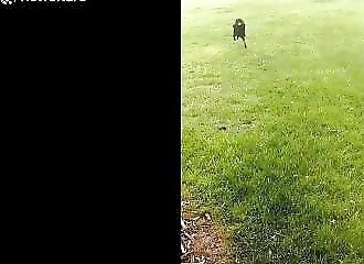 Victime de graves maltraitances, Rex le rottweiler reprend goût à la vie (Nebraska)