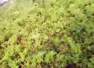 Australie : un pêcheur à la ligne fait une prise monstrueuse !