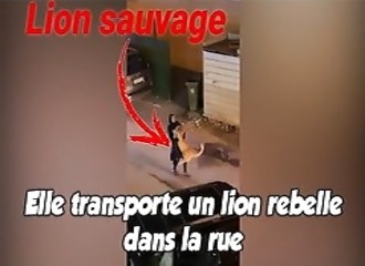 Elle ramène un lion chez elle, les habitants du quartier hallucinent !