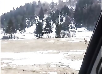Slovaquie : par-dessus une route, un cerf réalise un incroyable saut