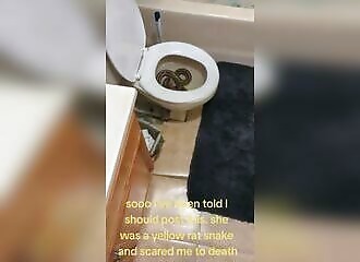 Toilet misadventure: a woman discovers she has urinated on a snake