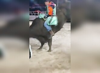 A rider dragged by a bull because of his boot (Warning - shocking)