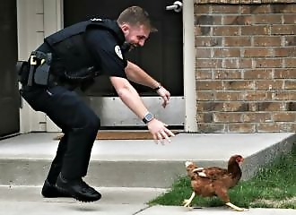 Poursuite hilarante d'un officier face à un poulet 