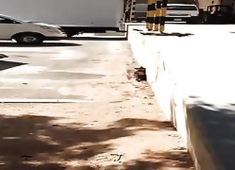 Chasseur hors pair, ce chat parvient à capturer un pigeon après une attaque foudroyante