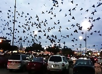 Spectaculaire, mais effrayant rassemblement d’oiseaux sur un parking dans le Texas